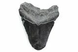 Bargain, Fossil Megalodon Tooth - South Carolina #370486-1